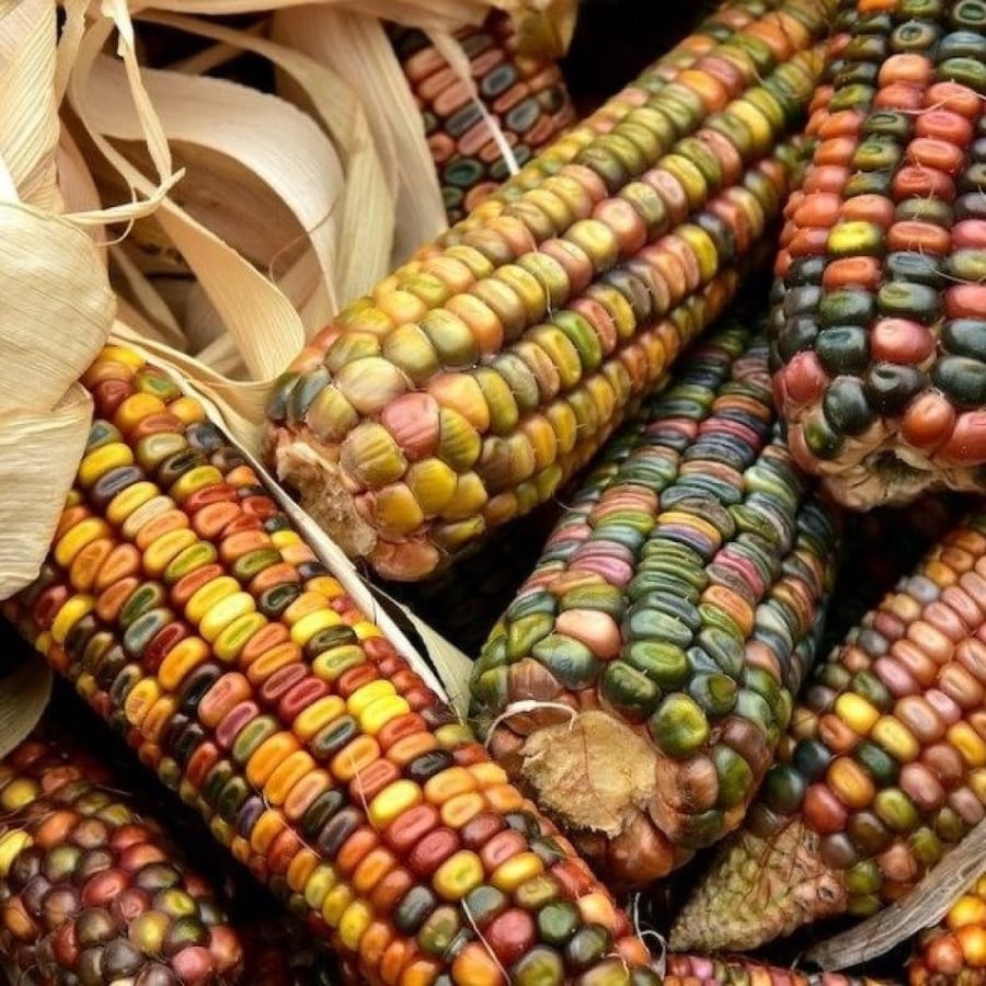 بذور الذرة الملونة للزينة (  Zea mays )