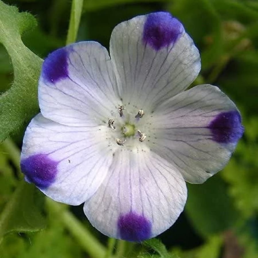 بذور زهرة البقع الخمس ( Nemophila maculata )