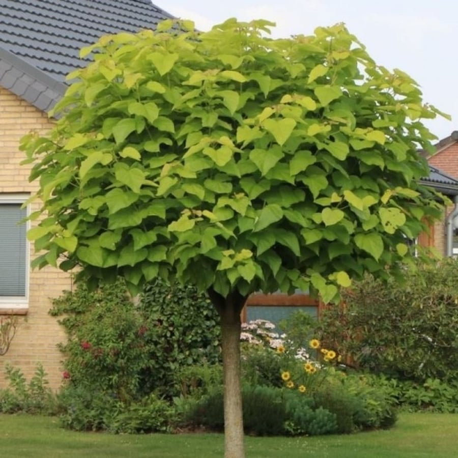 بذور شجرة كاتالبا الفول الهندي ( Catalpa bignonioides )