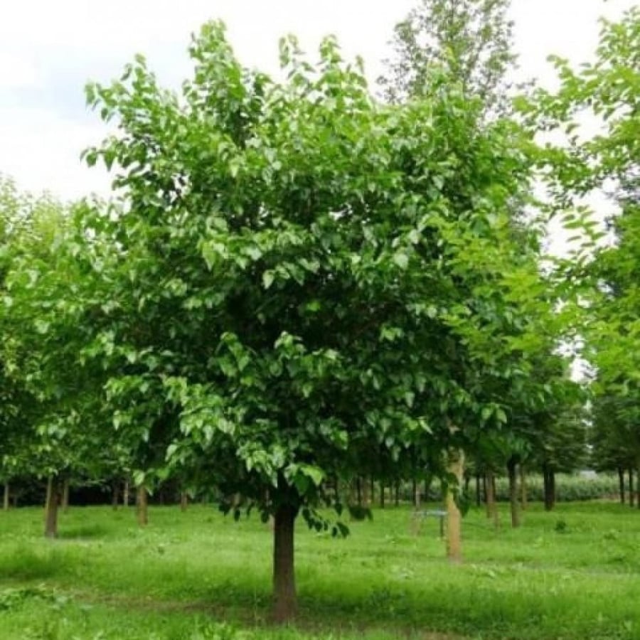 بذور شجرة توت القز الأبيض - ألبا ( morus alba )