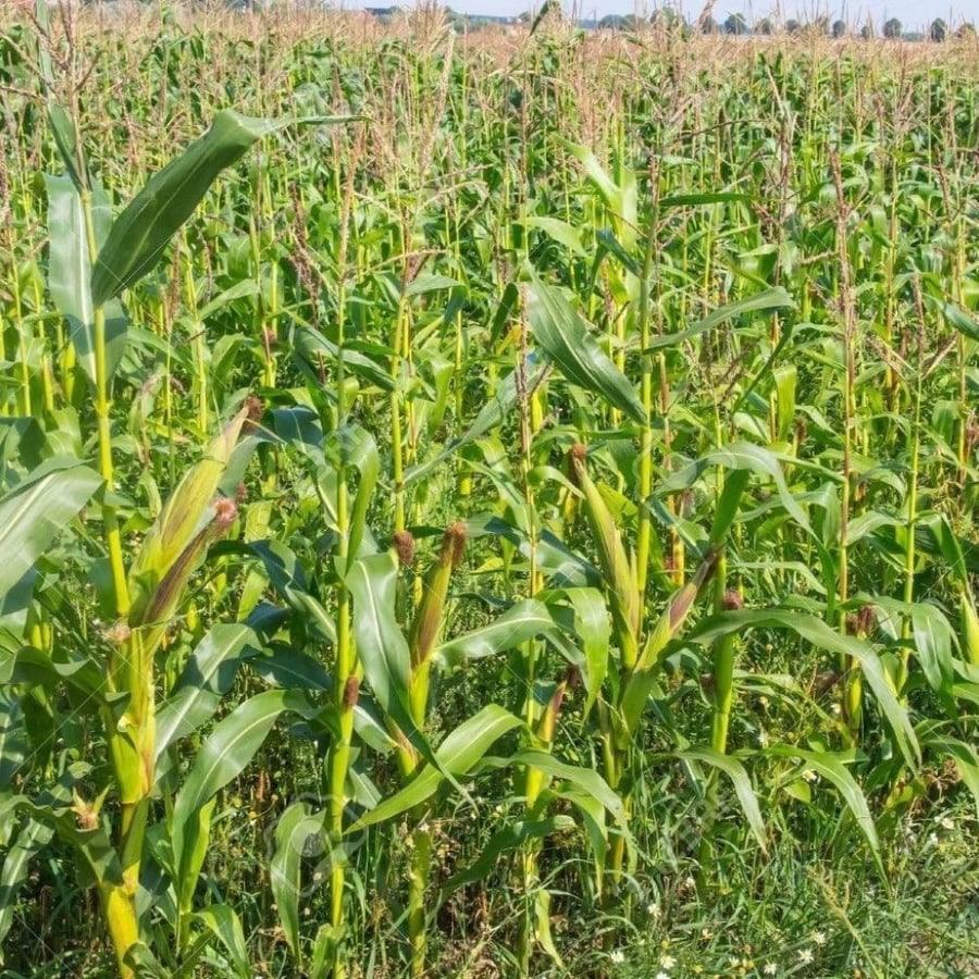 بذور ذرة شامية صفراء هجين ( Zea mays subsp )