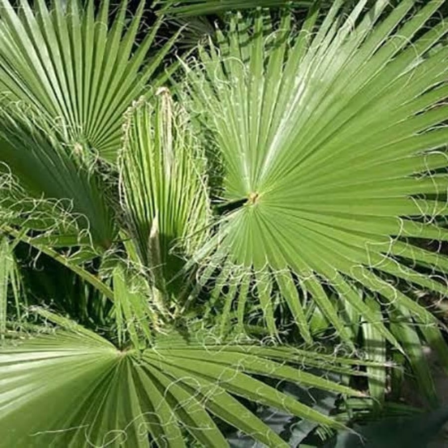 بذور نخيل واشنطوني - برتشارديا ( Washingtonia )
