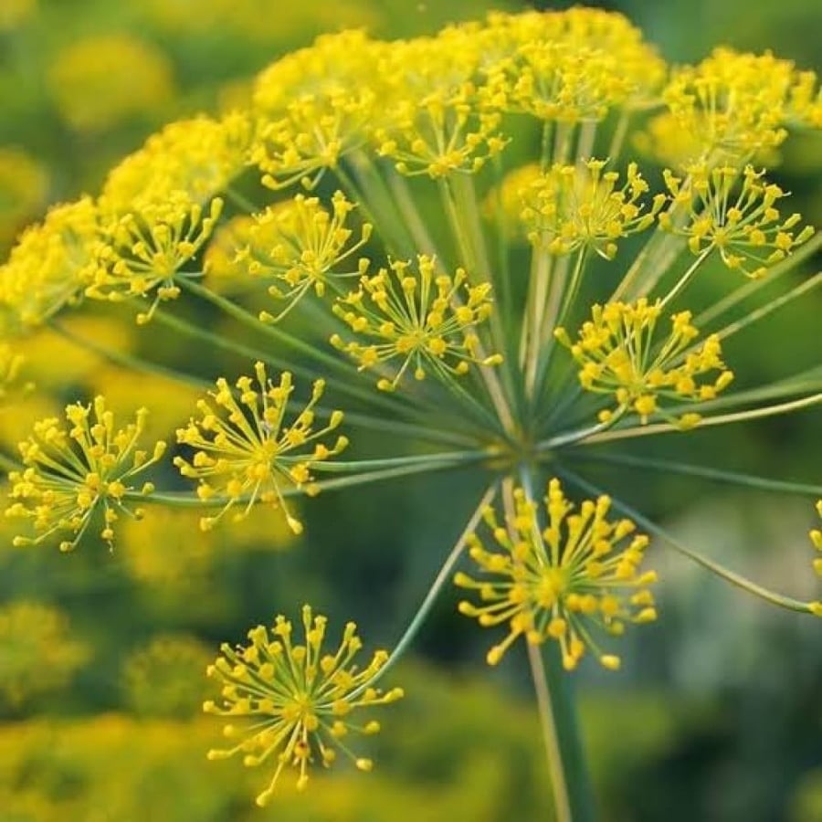 بذور نبات الشبت ( Anethum graveolens )