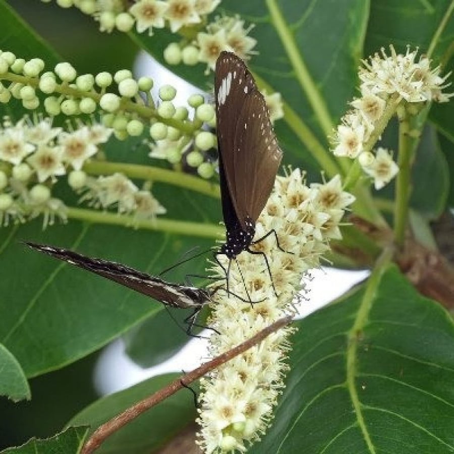 بذور شجرة ترمناليا أرجونا ( Terminalia arjuna )