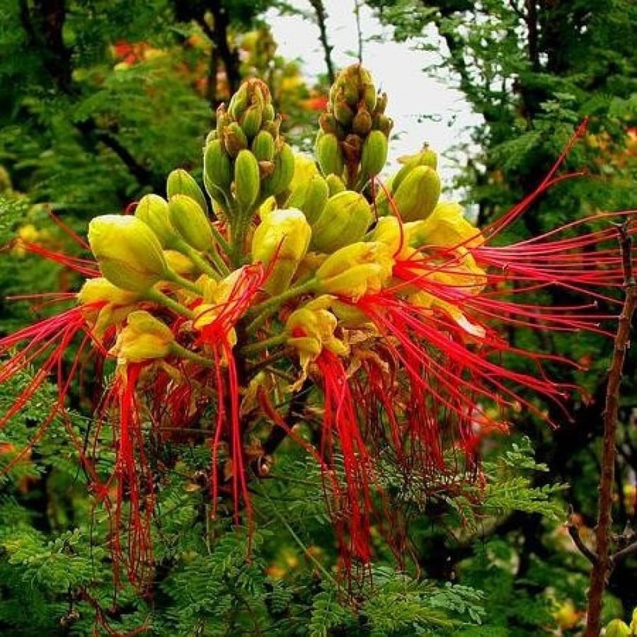 بذور شجيرة سيسالبينيا الصفراء - بونسيانا قزمية ( Caesalpinia gilliesii )