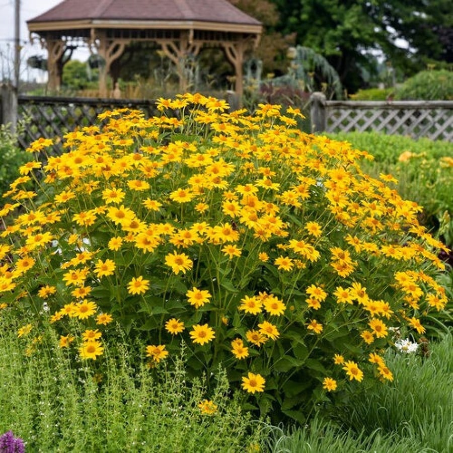 False sunflower seeds - Oxy (Heliopsis helianthoides)