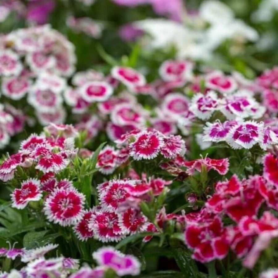 بذور زهرة القرنفل الصيني ( Dianthus chinensis )