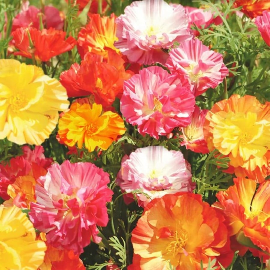 بذور ديدحان كاليفورنيا متعدد البتلات ( Eschscholzia californica )
