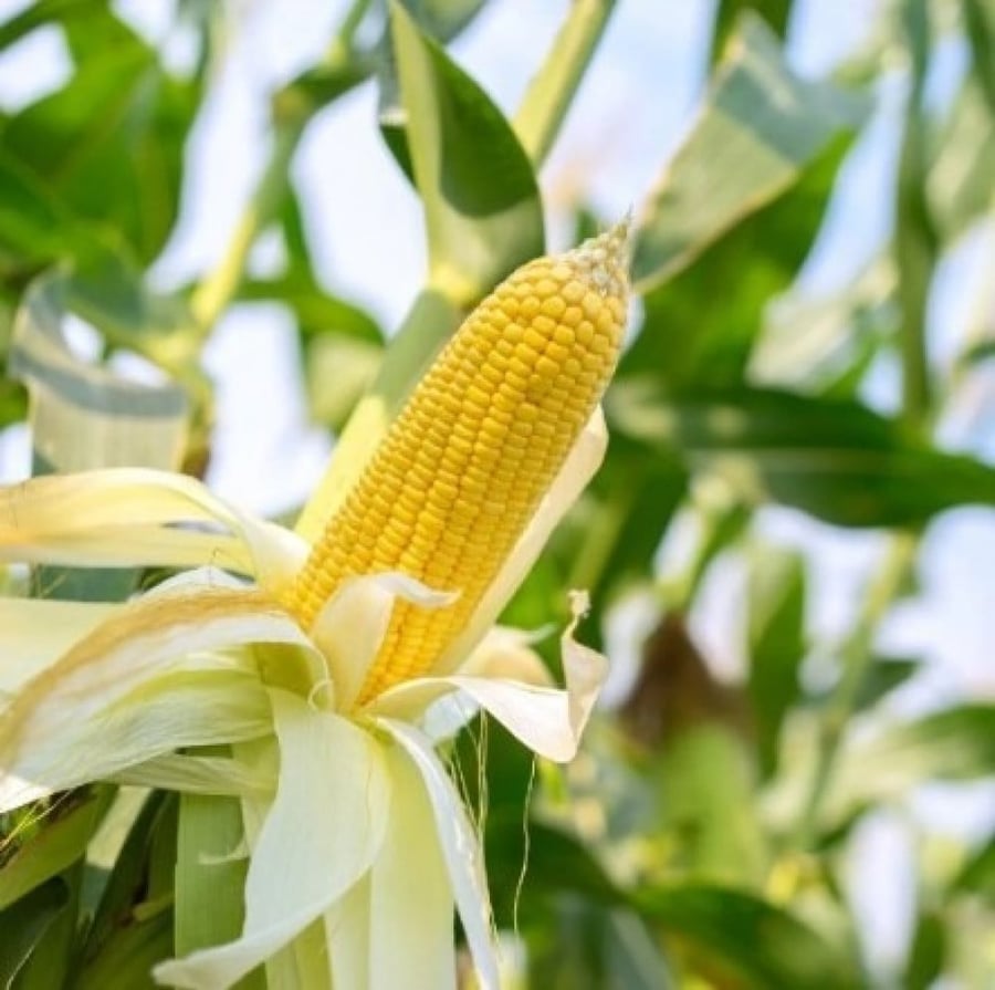 بذور ذرة شامية صفراء هجين ( Zea mays subsp )