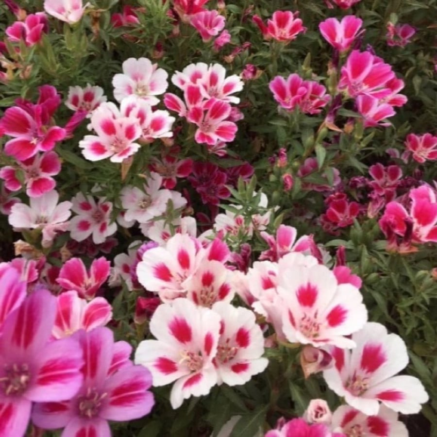 بذور زهرة وداع الربيع - جوديشيا ( Clarkia amoena )