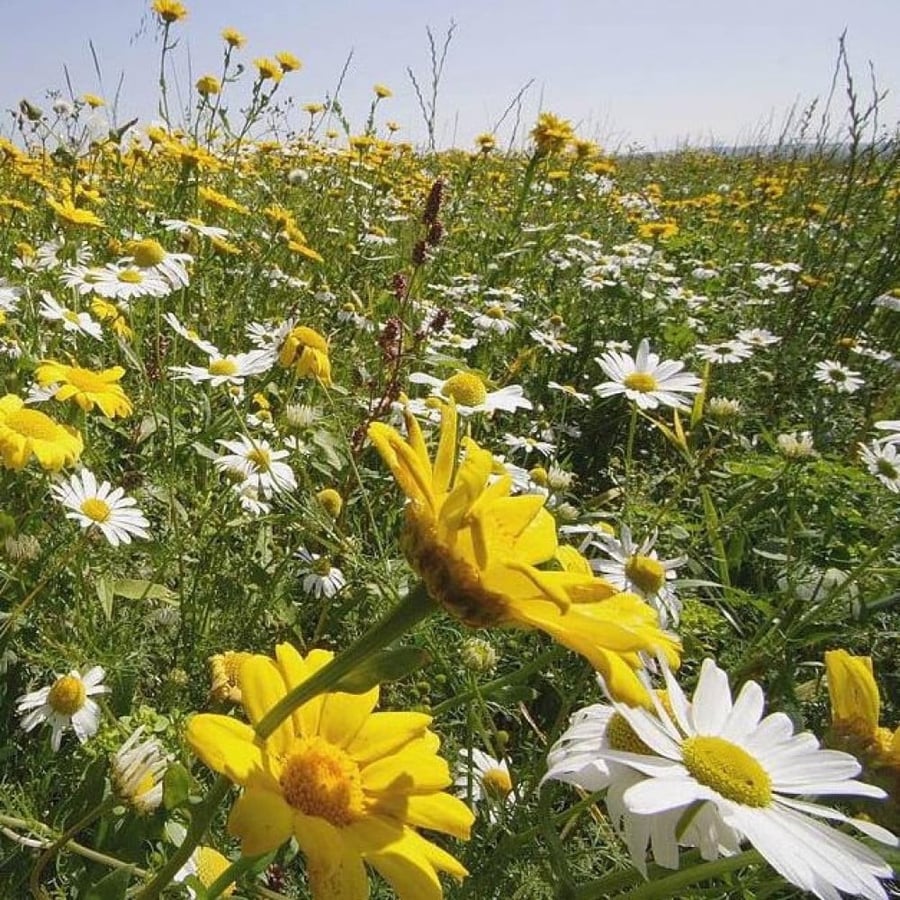 بذور زهرة اقحوان البساتين ( Glebionis segetum )