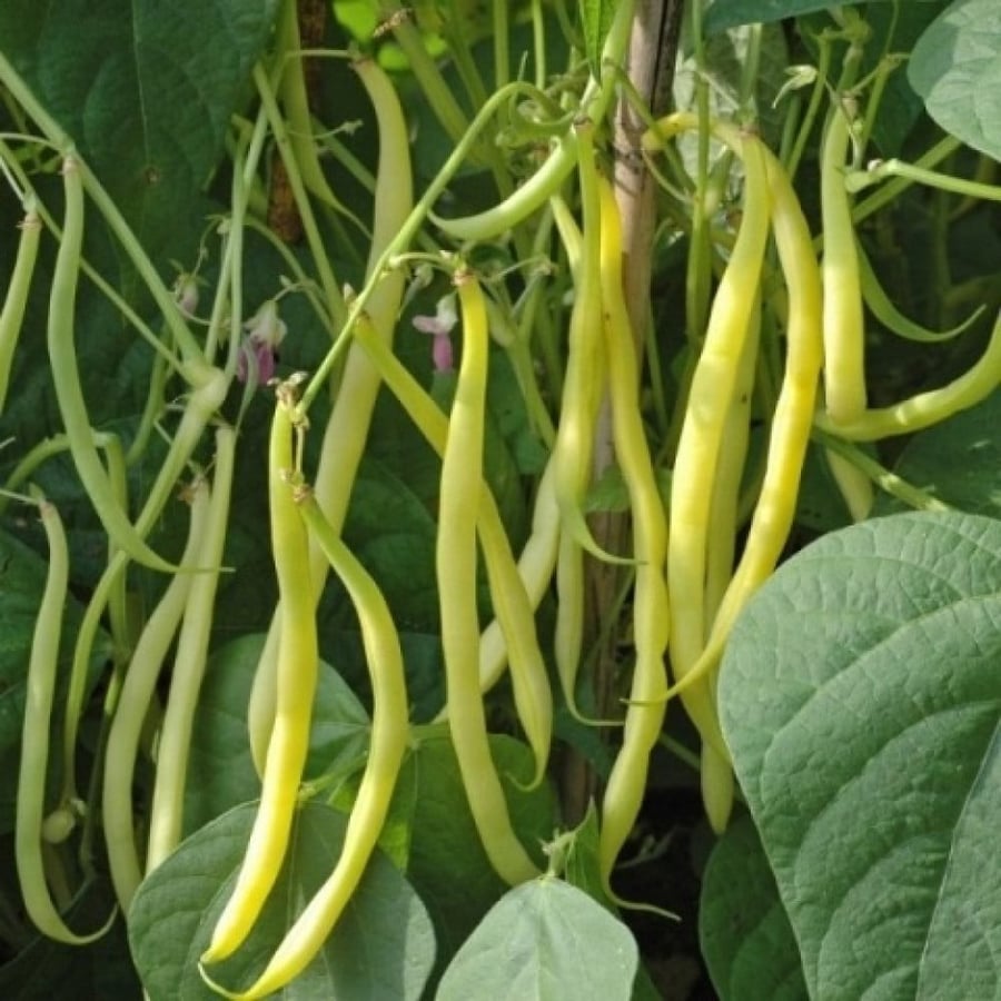 بذور الفاصوليا الفرنسية الصفراء ( Phaseolus vulgaris )