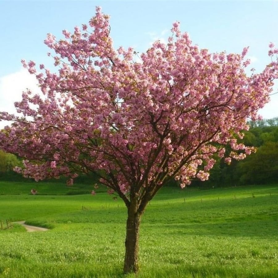 بذور شجرة ساكورا - الكرز الياباني ( Prunus serrulata )