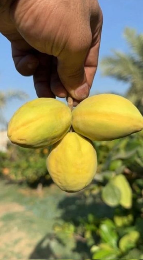 شتلة المانجو