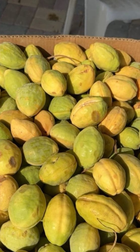 شتلة الاماراتي