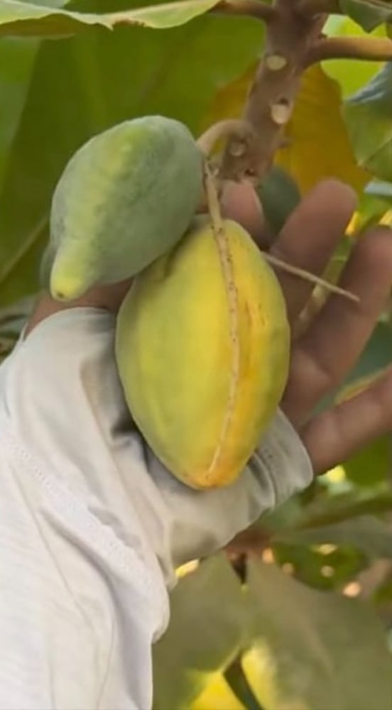 شتلة الاماراتي