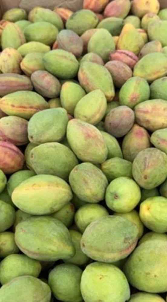 شتلة الزمرد