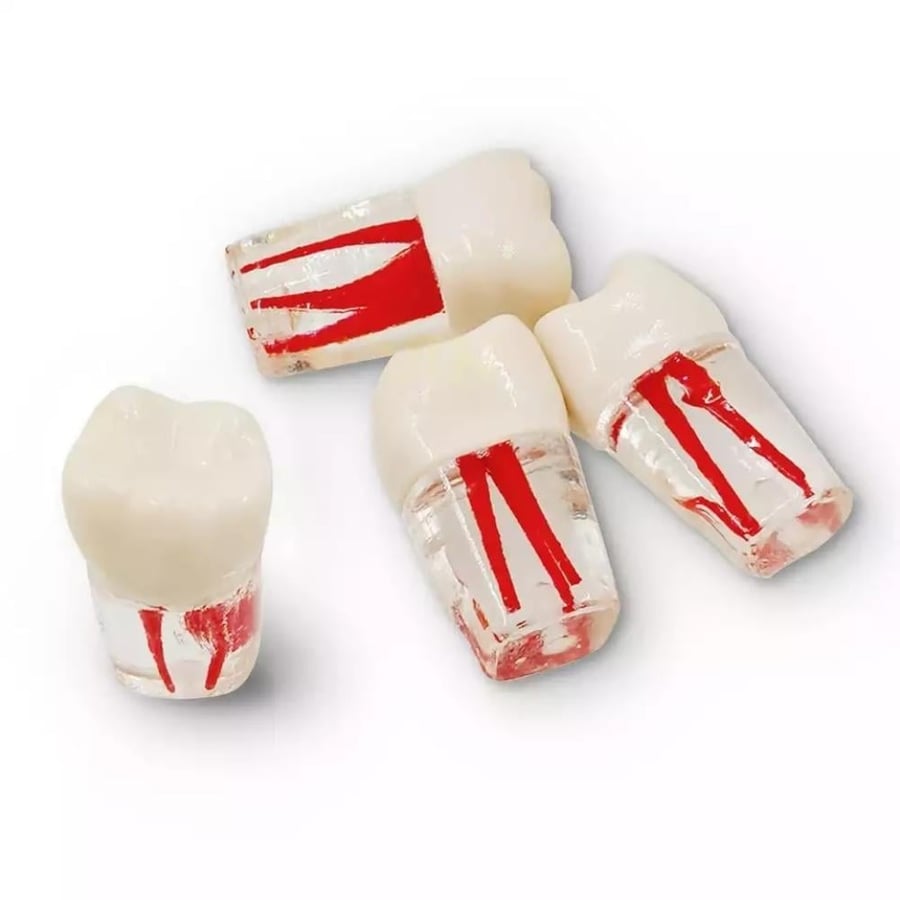 Endo Teeth for training