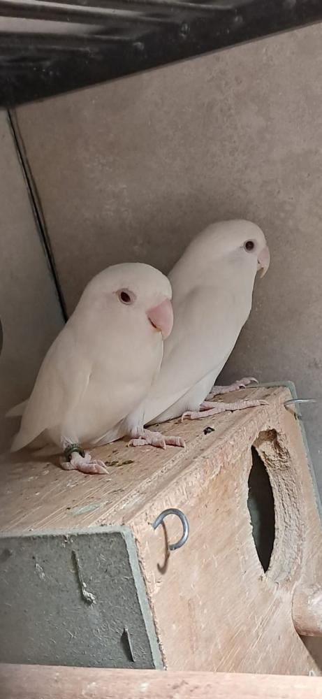 زوج روز ابيض