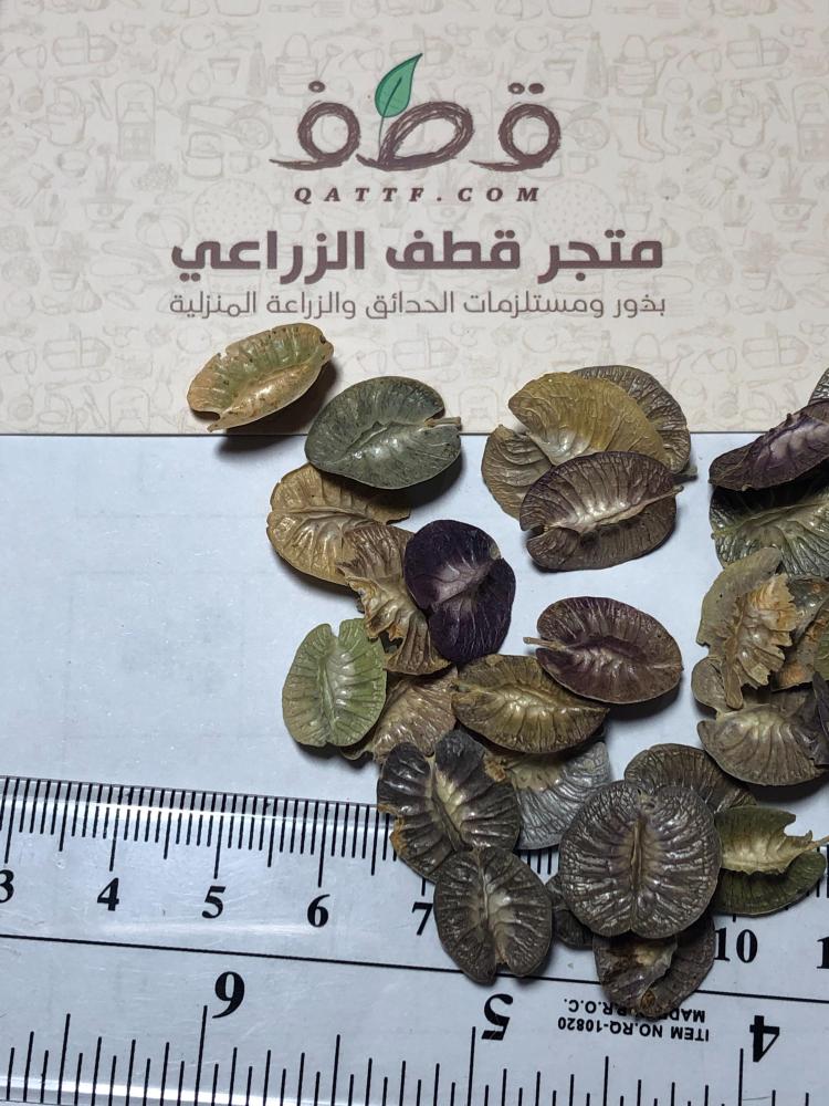 جملة بذور الخزامى البرية  بالوزن