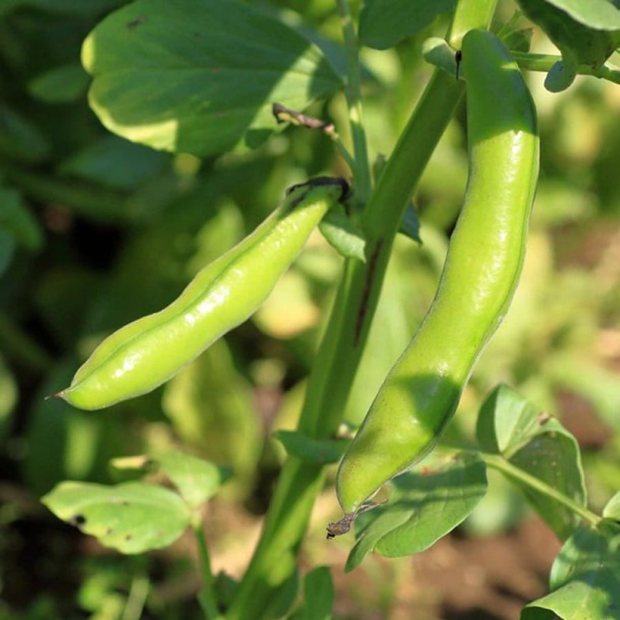 بذور الفول  Vicia faba