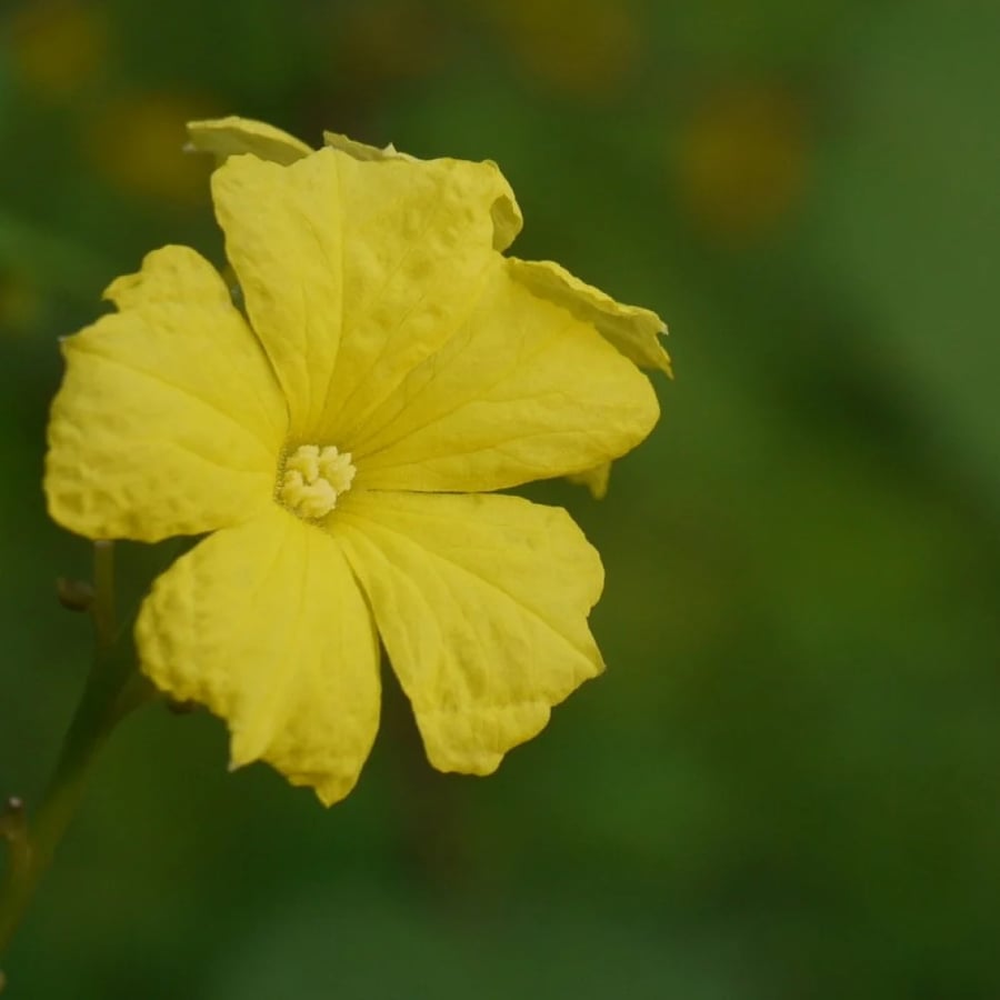 Luffa زهرة اللوف
