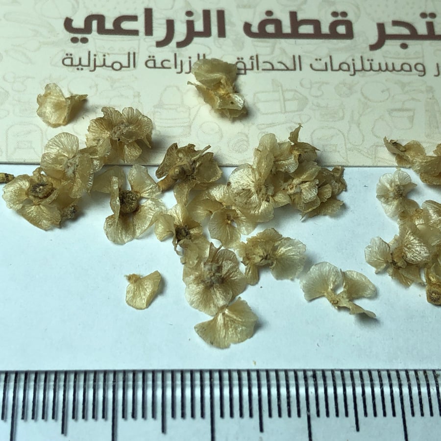 بذور الغضا