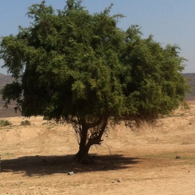 جملة 500 بذرة من بذور السدر البري الجبلي ( النبق ) مقشر