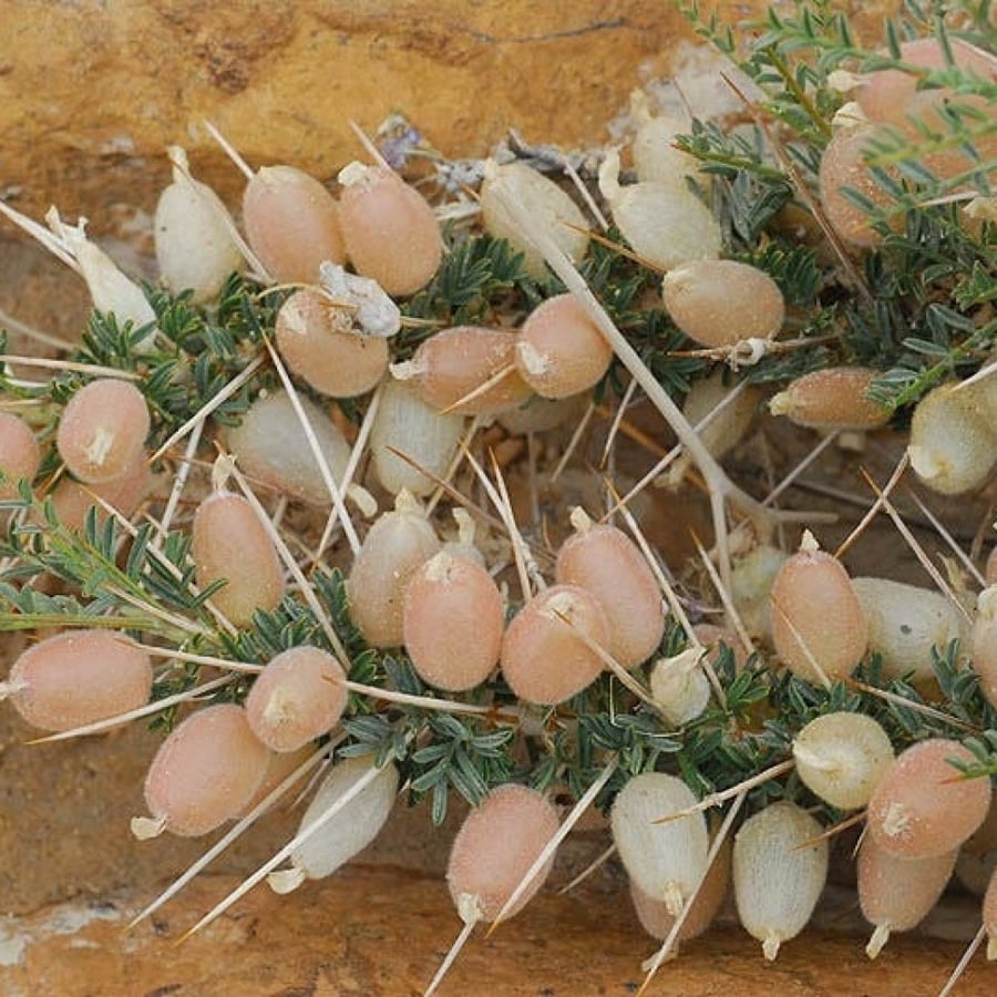 بذور القتاد الشوكي البري أو الكتاد البري Astragalus Spinosus