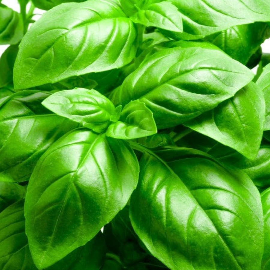 A sentence 2000 basil seeds Italian broad leaves organic for food