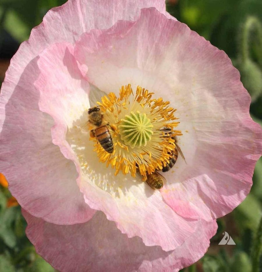 Colored Didehqan seeds, anemone flowers by weight