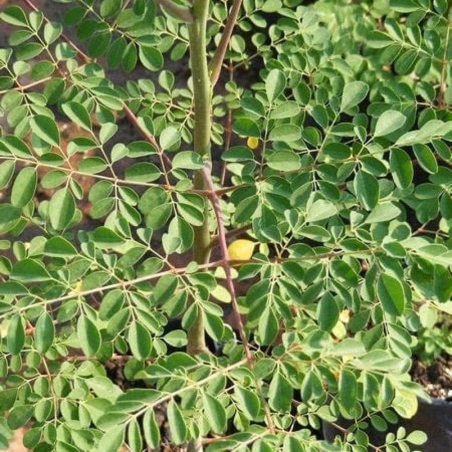 A sentence 200 seeds of Indian moringa tree. Moringa