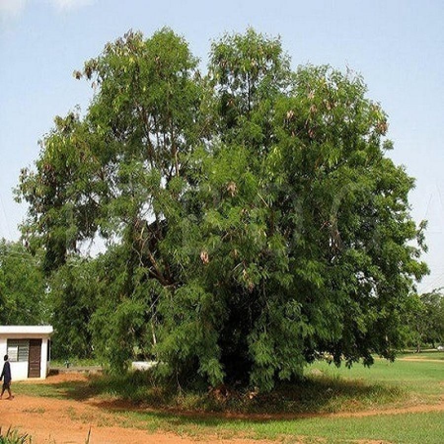 شجرة أكاسيا ليوسينا أو السيسبان