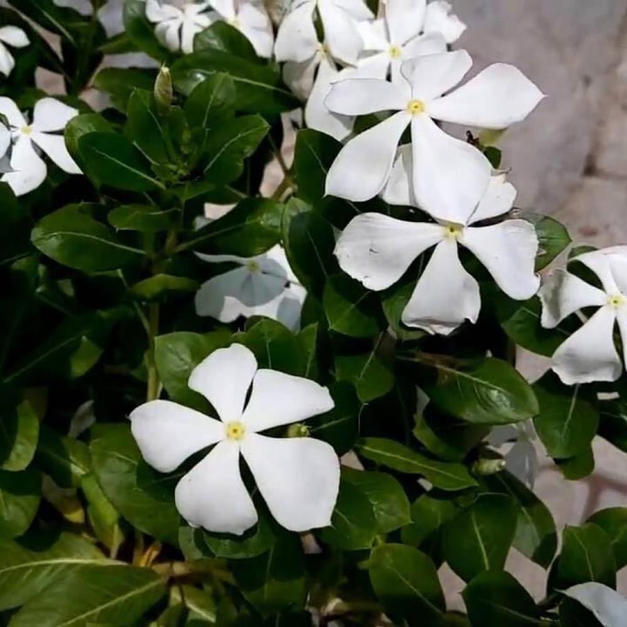 جملة 1000 بذرة بذور البفتة البيضاء فينكا