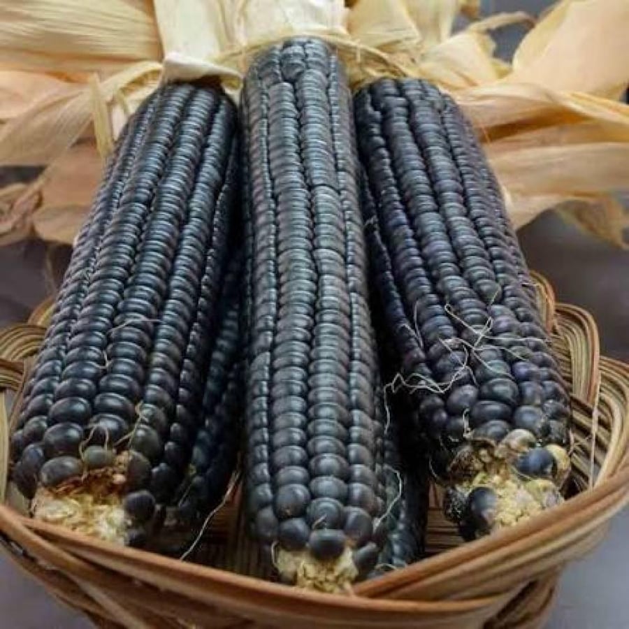 بذور الذرة السوداء