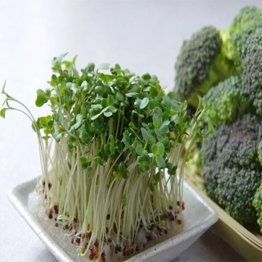 بذور براعم البروكلي ميكروجرين - Broccoli Sprouts