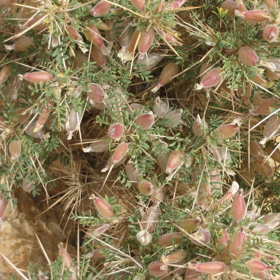 بذور القتاد الشوكي البري أو الكتاد البري Astragalus Spinosus