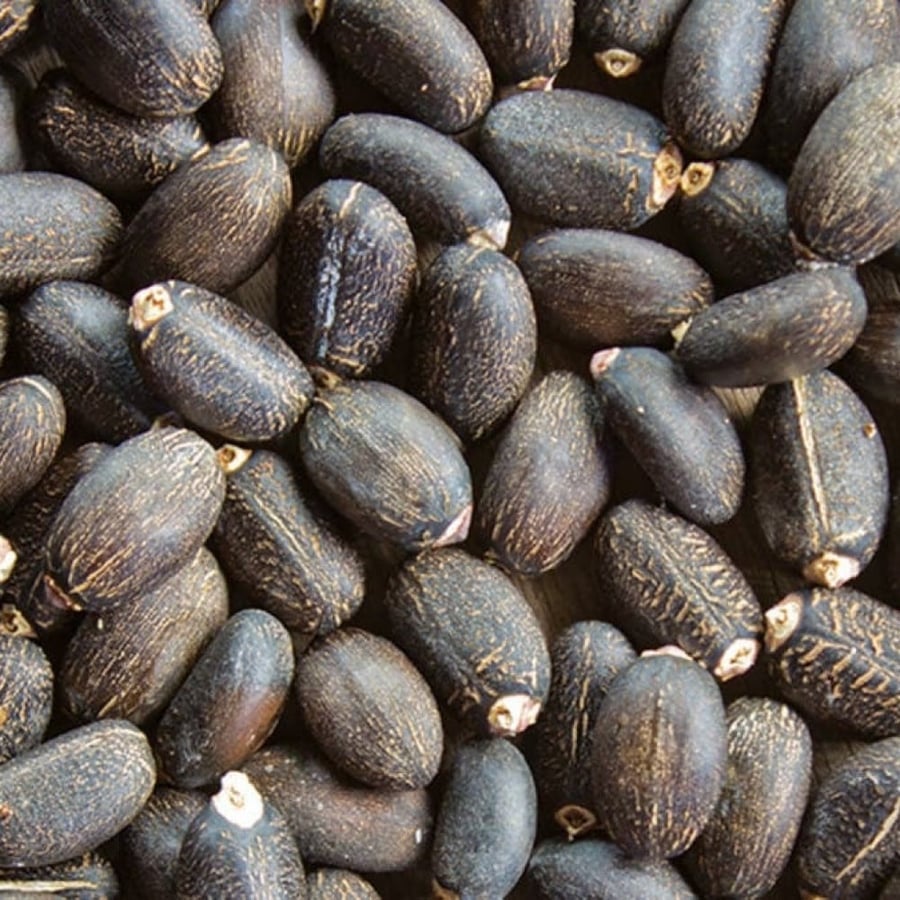 بذور جاتروفا