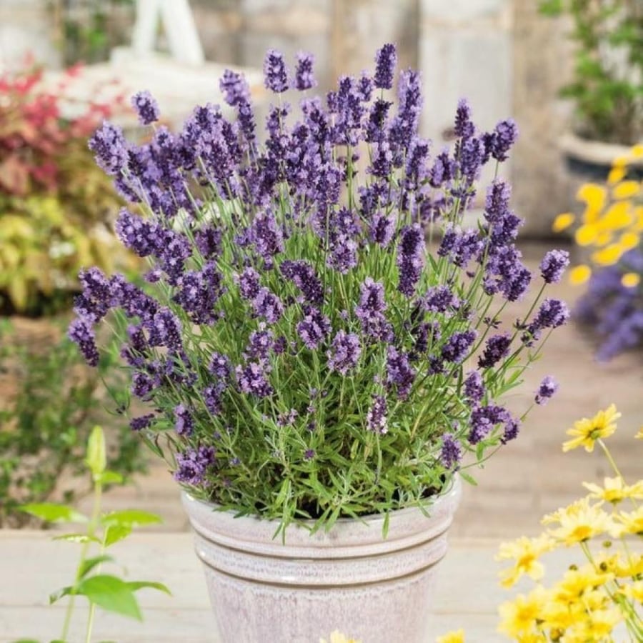 Moroccan lavender seeds, Al-Halhal Al-Maamar