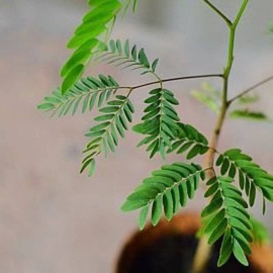 روقه أكاسيا ليوسينا أو السيسبان - Leucaena leucocephala