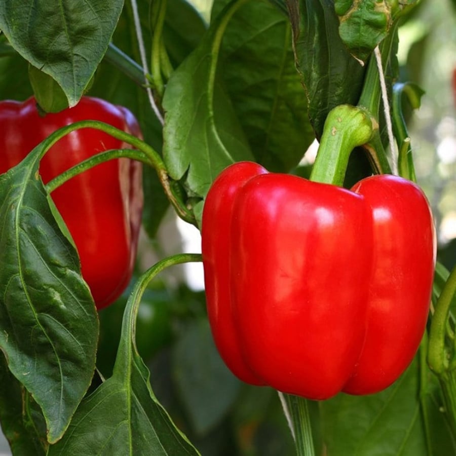 الفلفل الرومي الحلو  احمر  -Capsicum Annuum