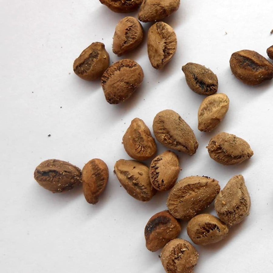 بذور شجرة المشطورة أبو النجف