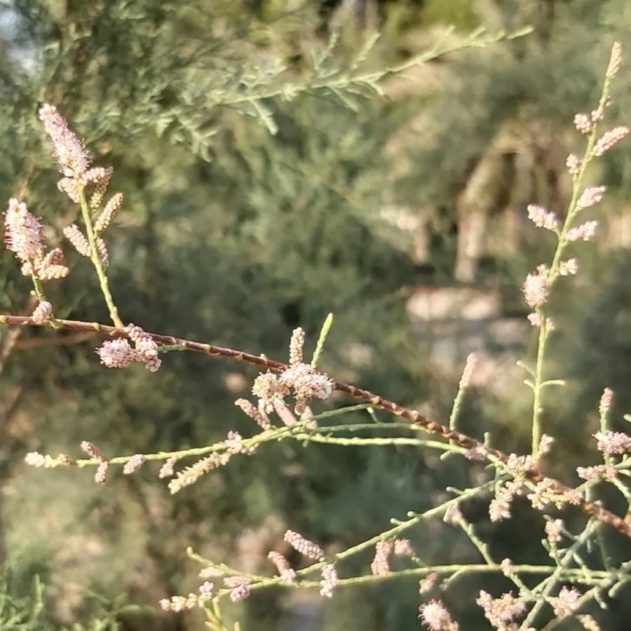 بذور شجيرة الطرفة أو الطرفا - Tamarix Aucheriana