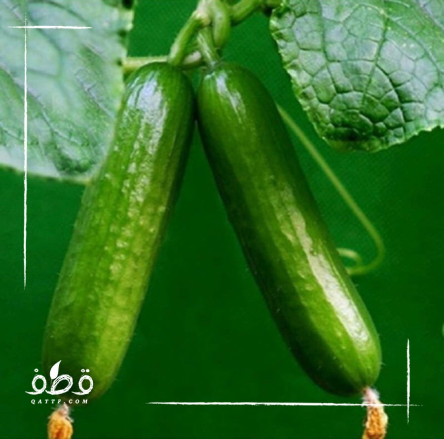 بذور الخيار - Cucumis sativus
