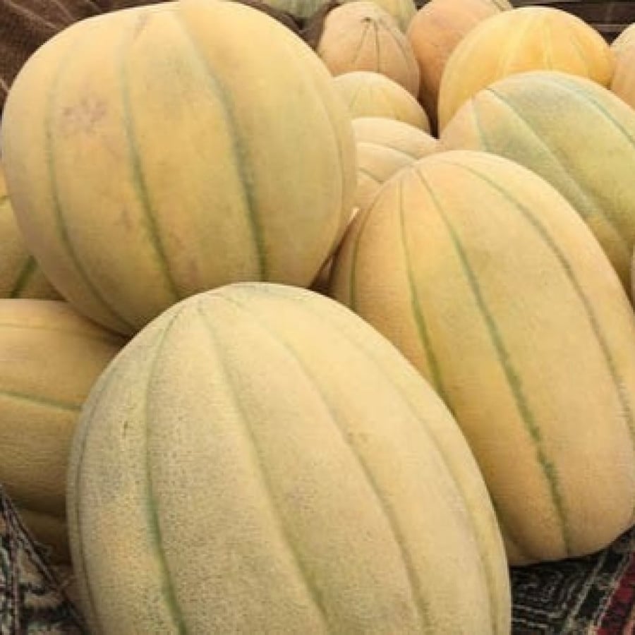 بذور البطيخ الحساوي