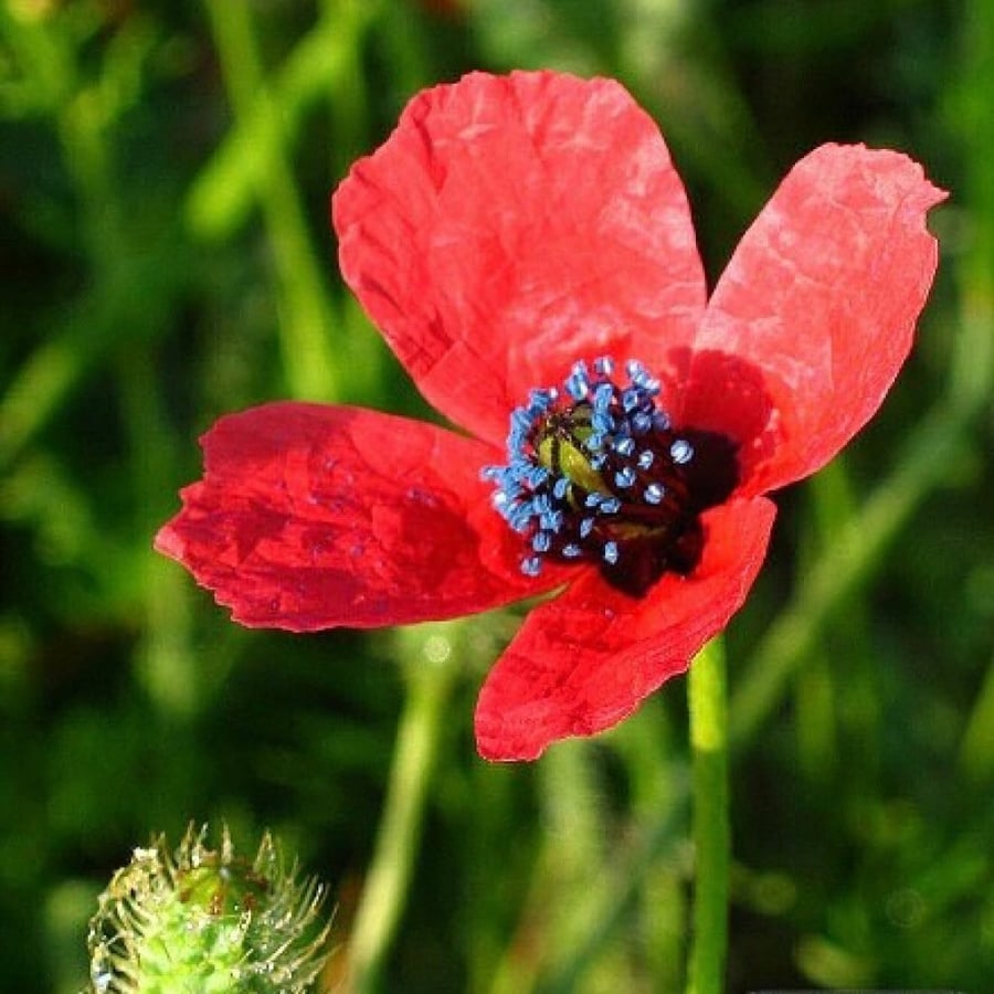 بذور الديدحان البري النادر Papaver Hybridum