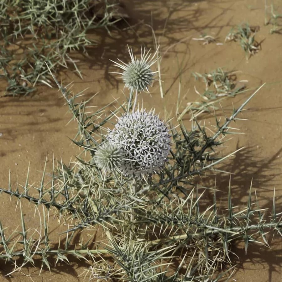 Seeds of the wild cactus herb