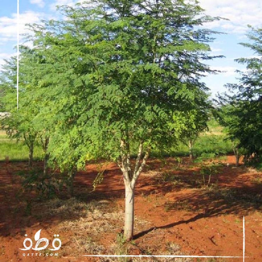 A sentence 200 seeds of Indian moringa tree. Moringa