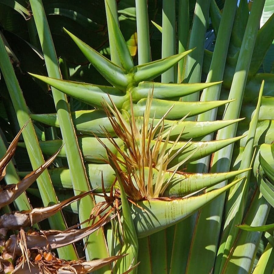 بذور نخيل الموز الكاذب اروفاليا  Ravenala madagascariensis