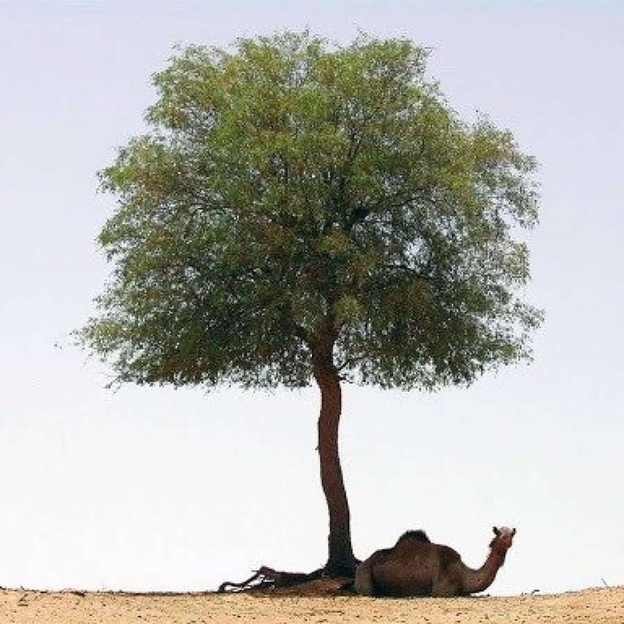 شجرة الغاف الخليجي  Prosopis Cineraria
